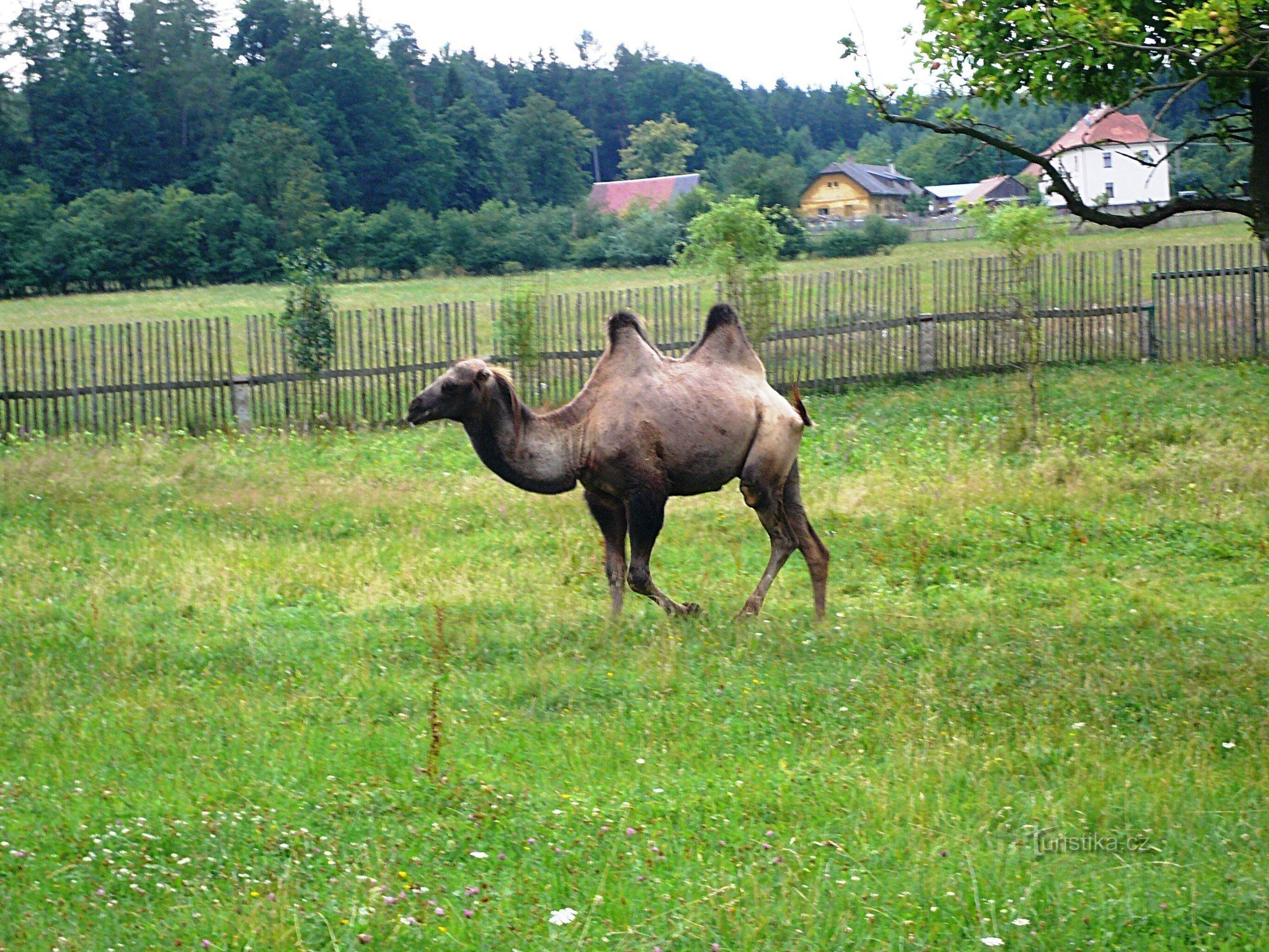 Začetek kamel na Češkem?