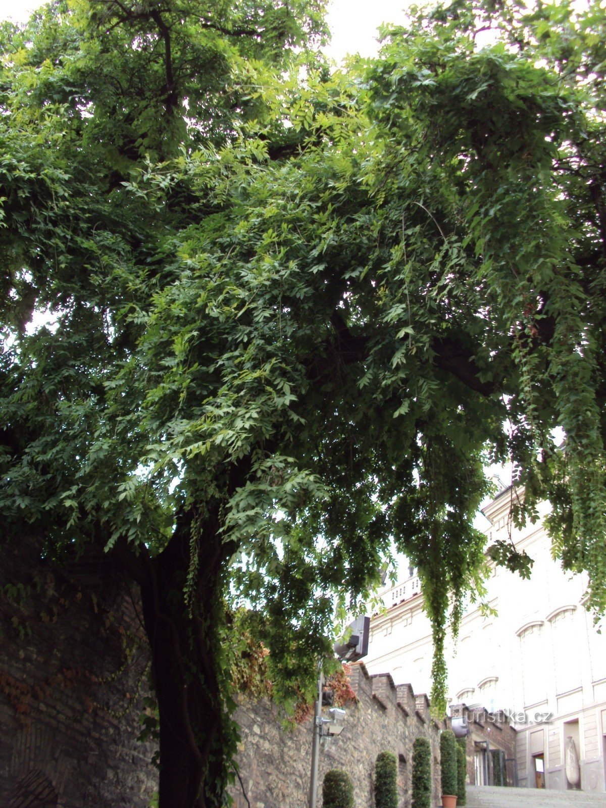 Prague Castle Gardens - this time the Paradise Garden