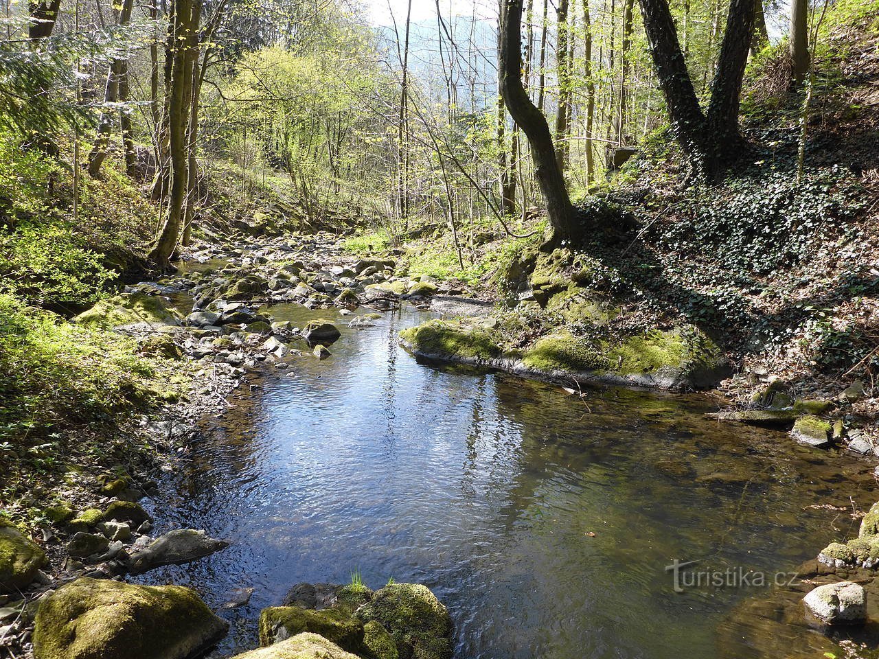 Une nature morte intéressante du ruisseau Sepetný.