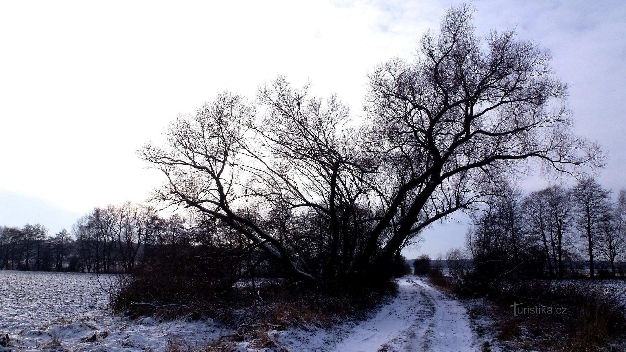 ett intressant växande, kanske hundra år gammalt pilträd på åkervägen nedanför Benešovice i riktning mot Na Lubech
