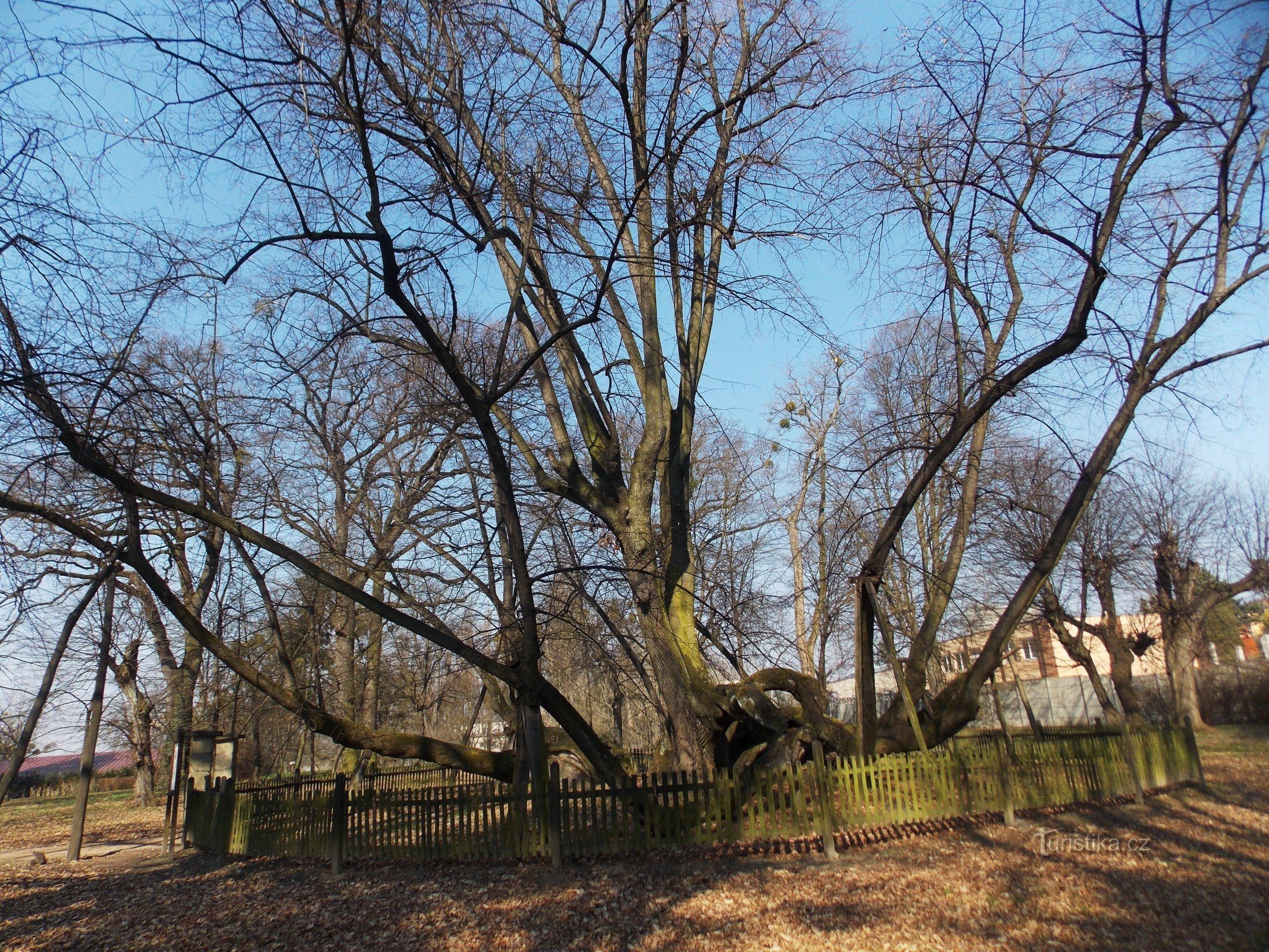 Une caractéristique intéressante dans le parc du château Bzenec, un ancien tilleul