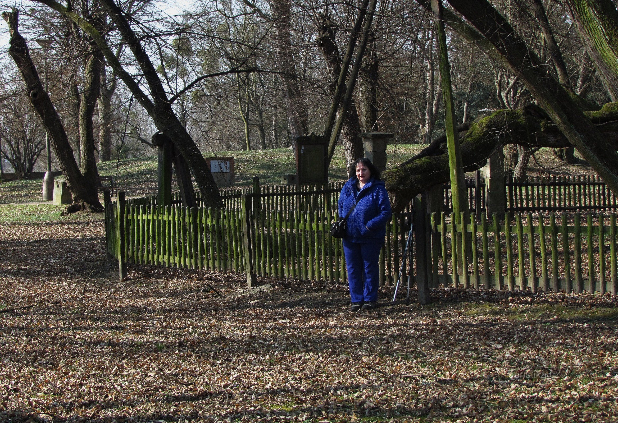 Una caratteristica interessante nel parco del castello Bzenec, un antico tiglio