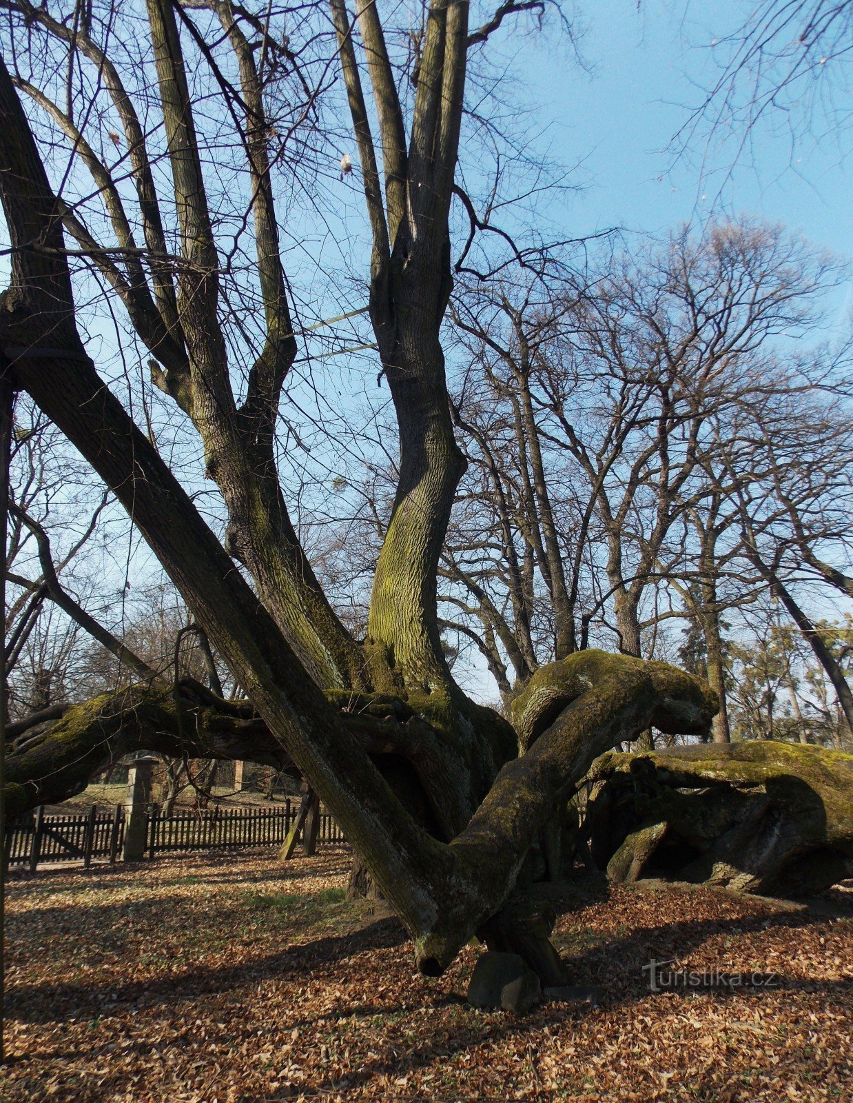 城堡公园 Bzenec 的一个有趣特色，一棵古老的菩提树