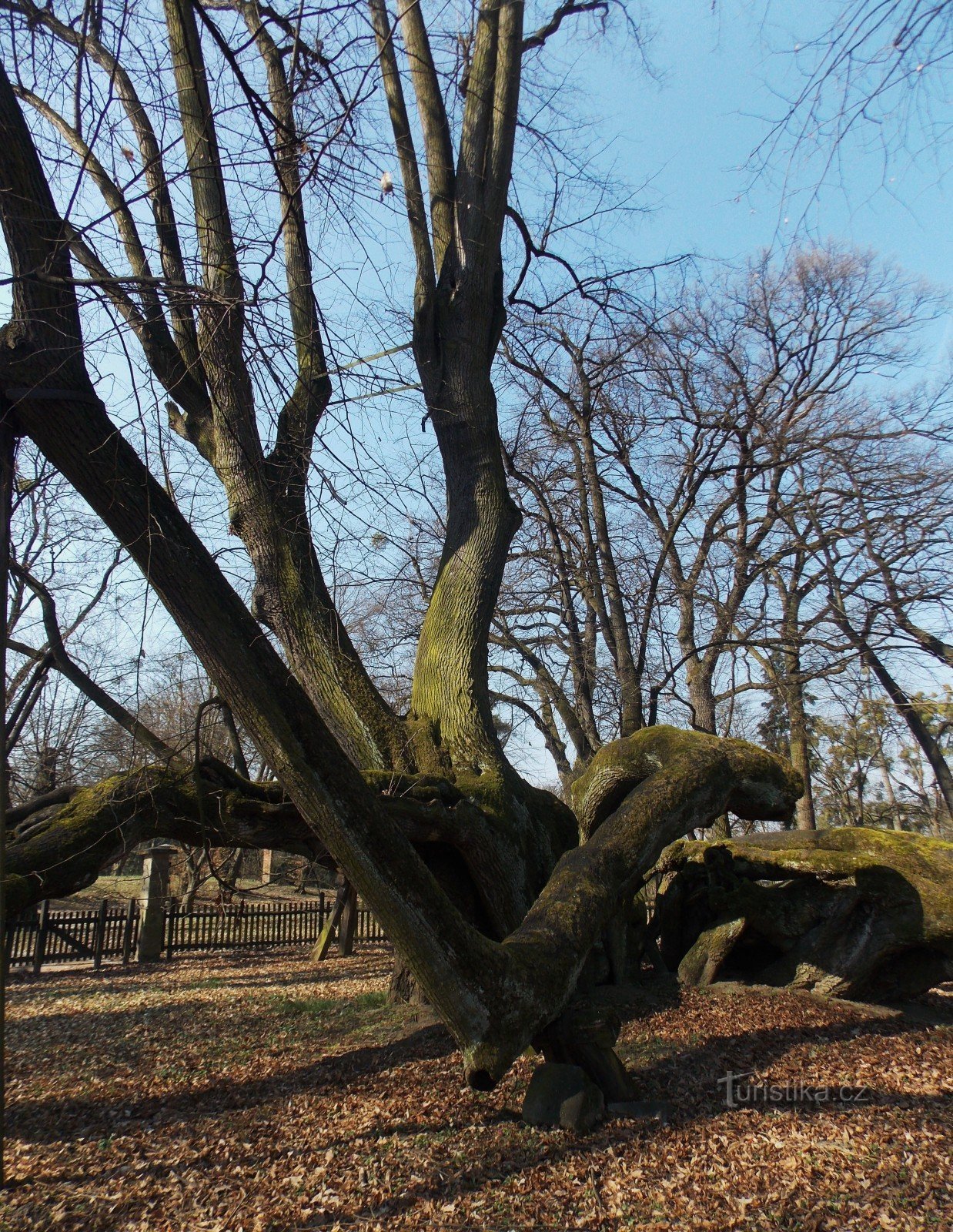 Eine interessante Besonderheit im Schlosspark Bzenec, eine uralte Linde