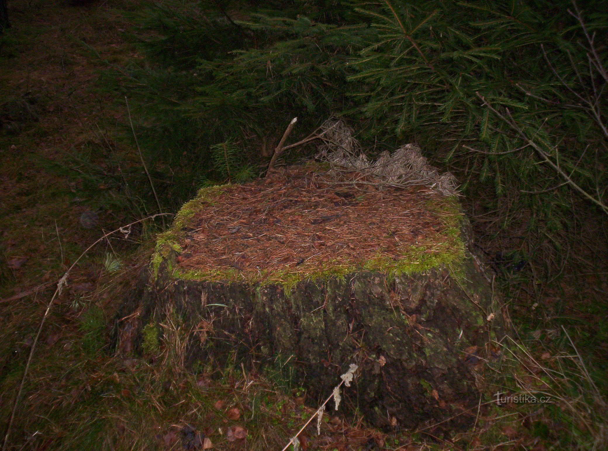 interesting square stump