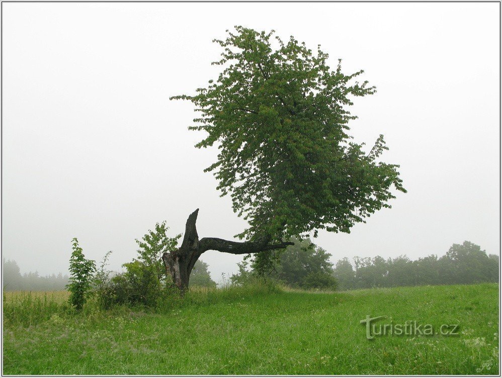 An interesting tree at the crossroads