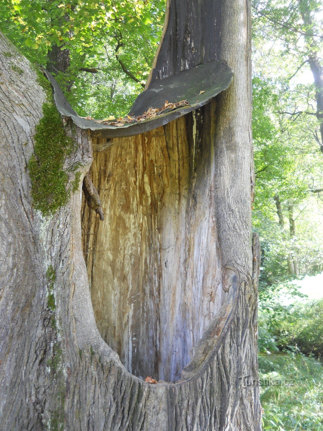 Un albero interessante - da un lato (puoi trovare il segno turistico rosso)