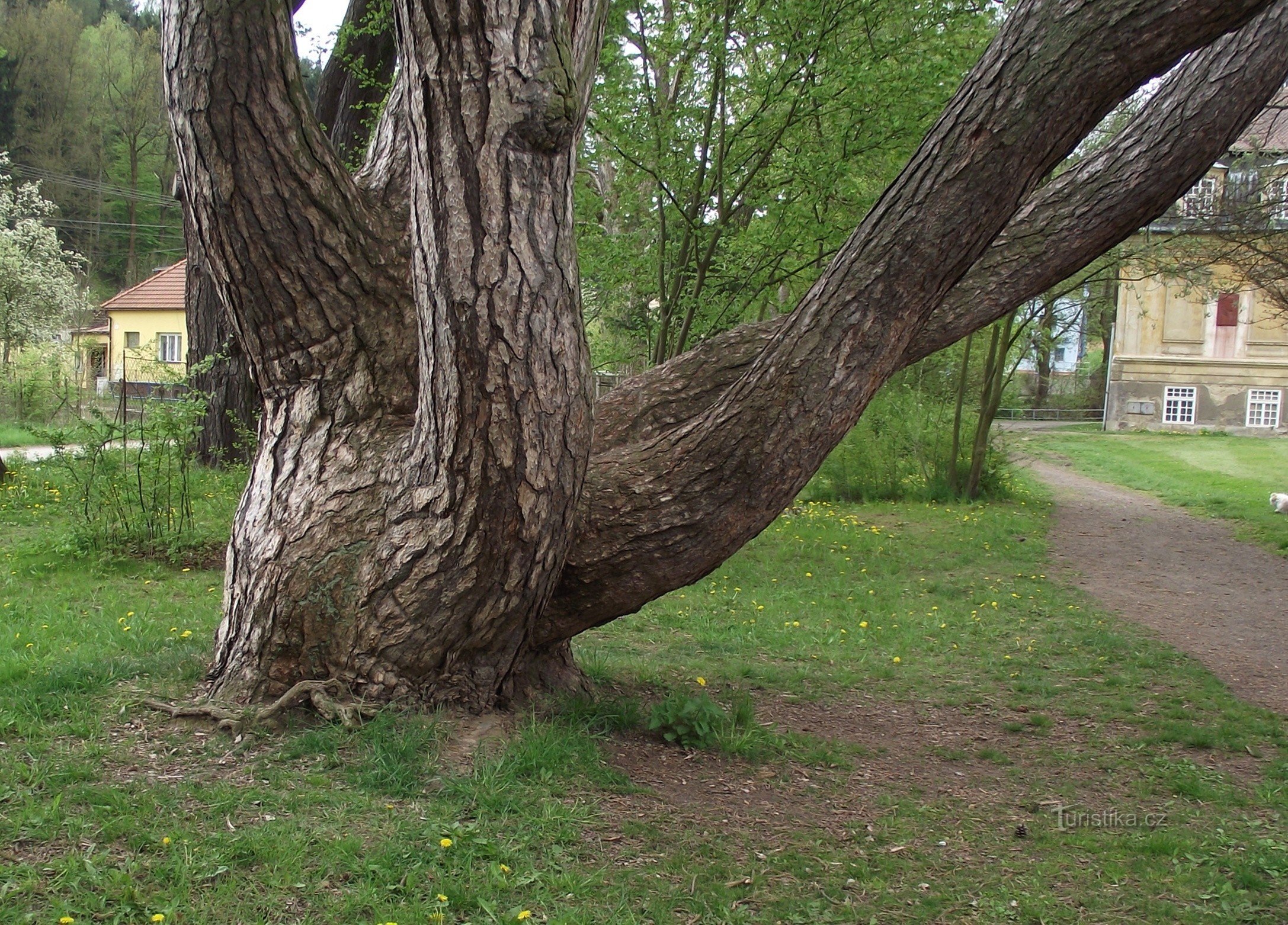 kirottu lohikäärme