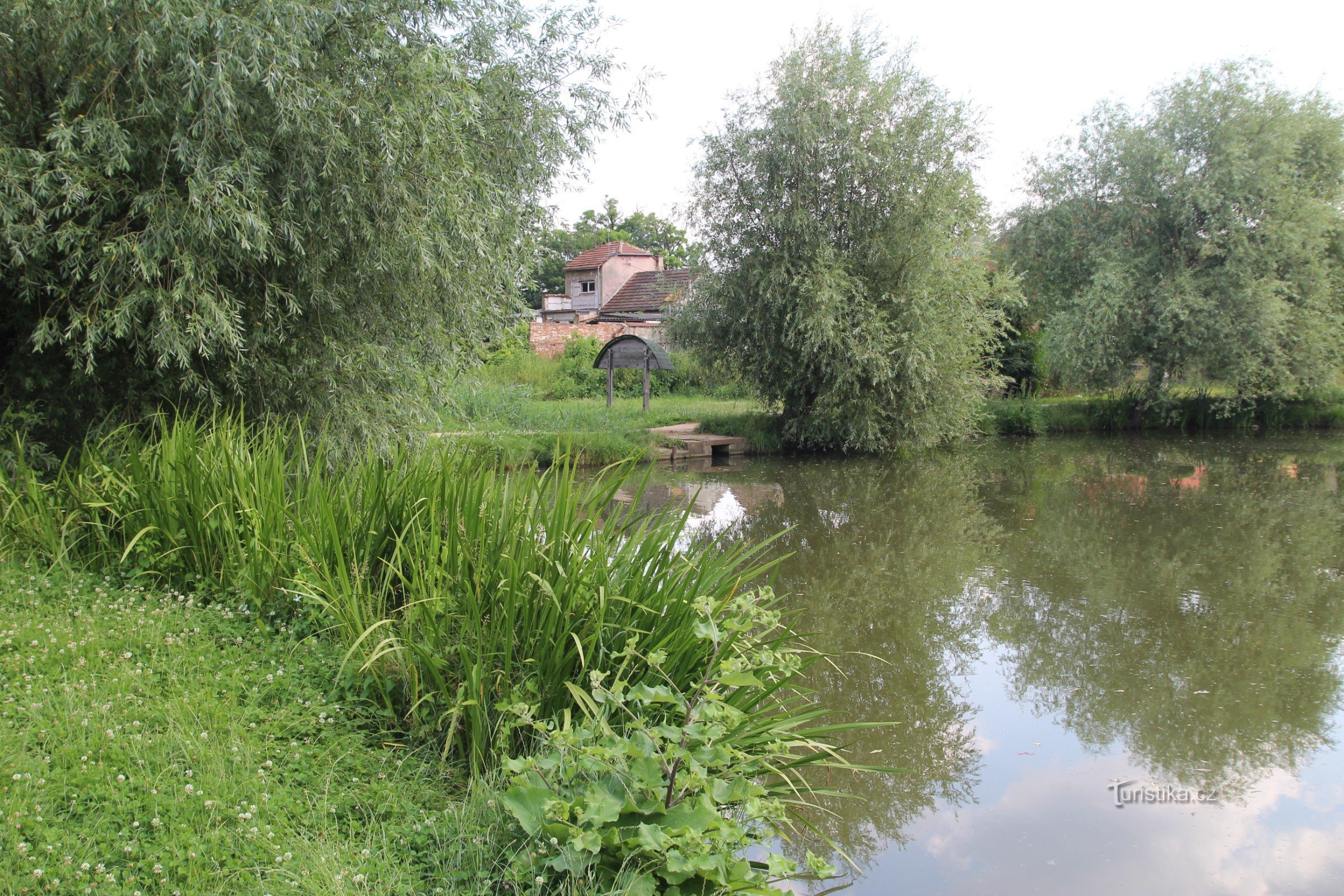 Corner of the pond