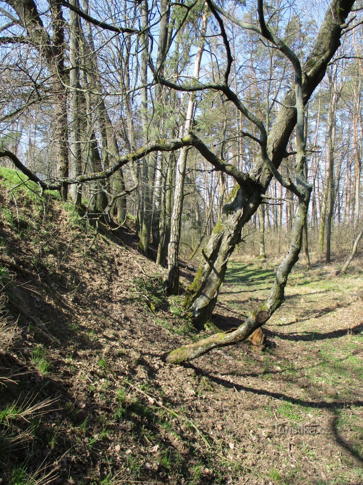 Bewaldeter Teil der ursprünglichen Obstgärten (Hořiněves, 2.4.2020. April XNUMX)