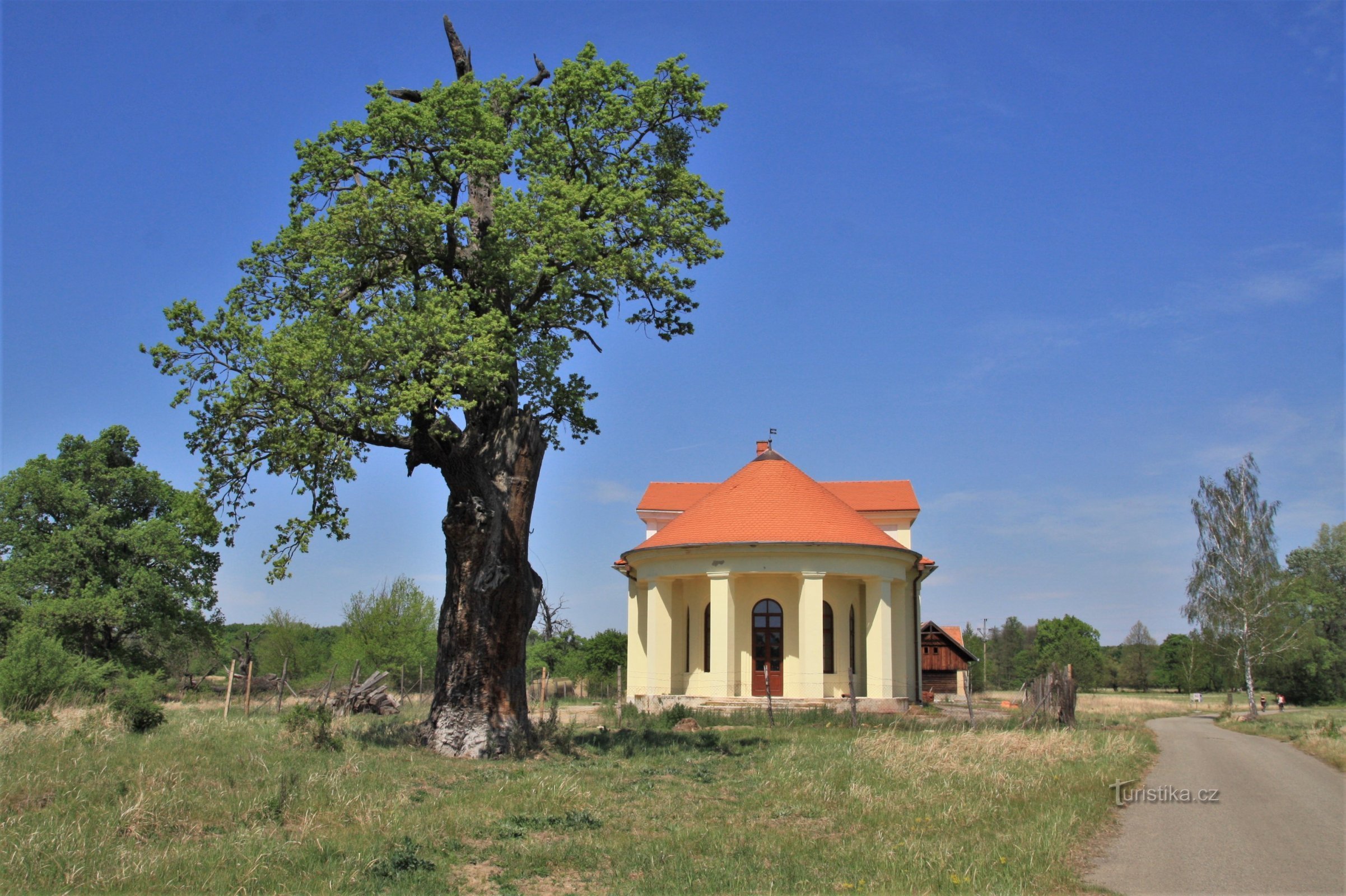 Castle with an old oak tree