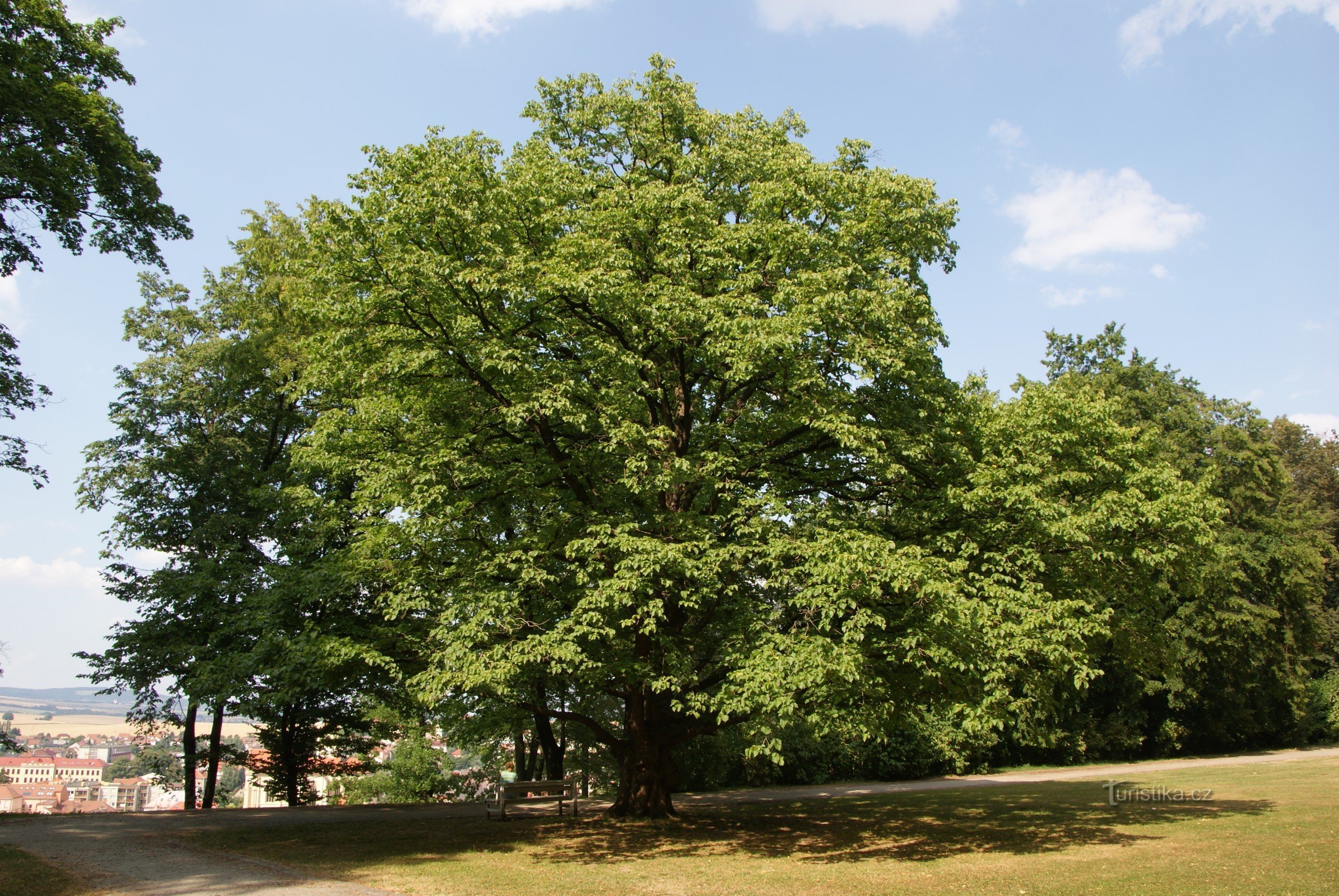 城堡土耳其榛树