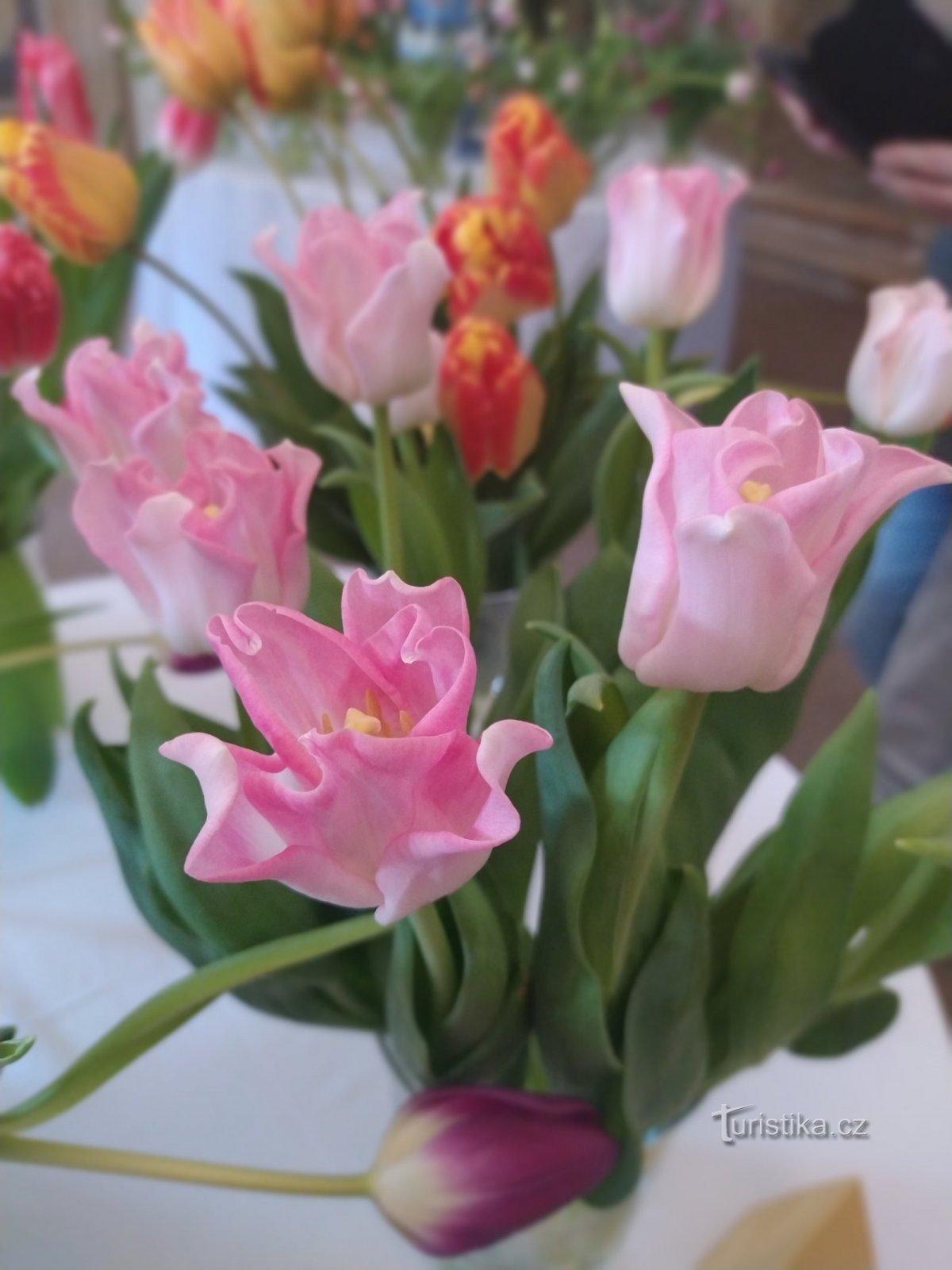 Công viên lâu đài Buchlovice - triển lãm hoa tulip