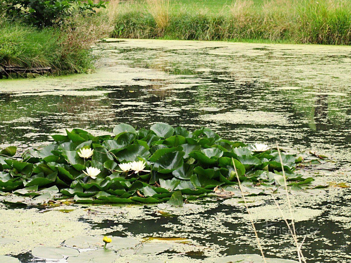 Chyše kastélypark