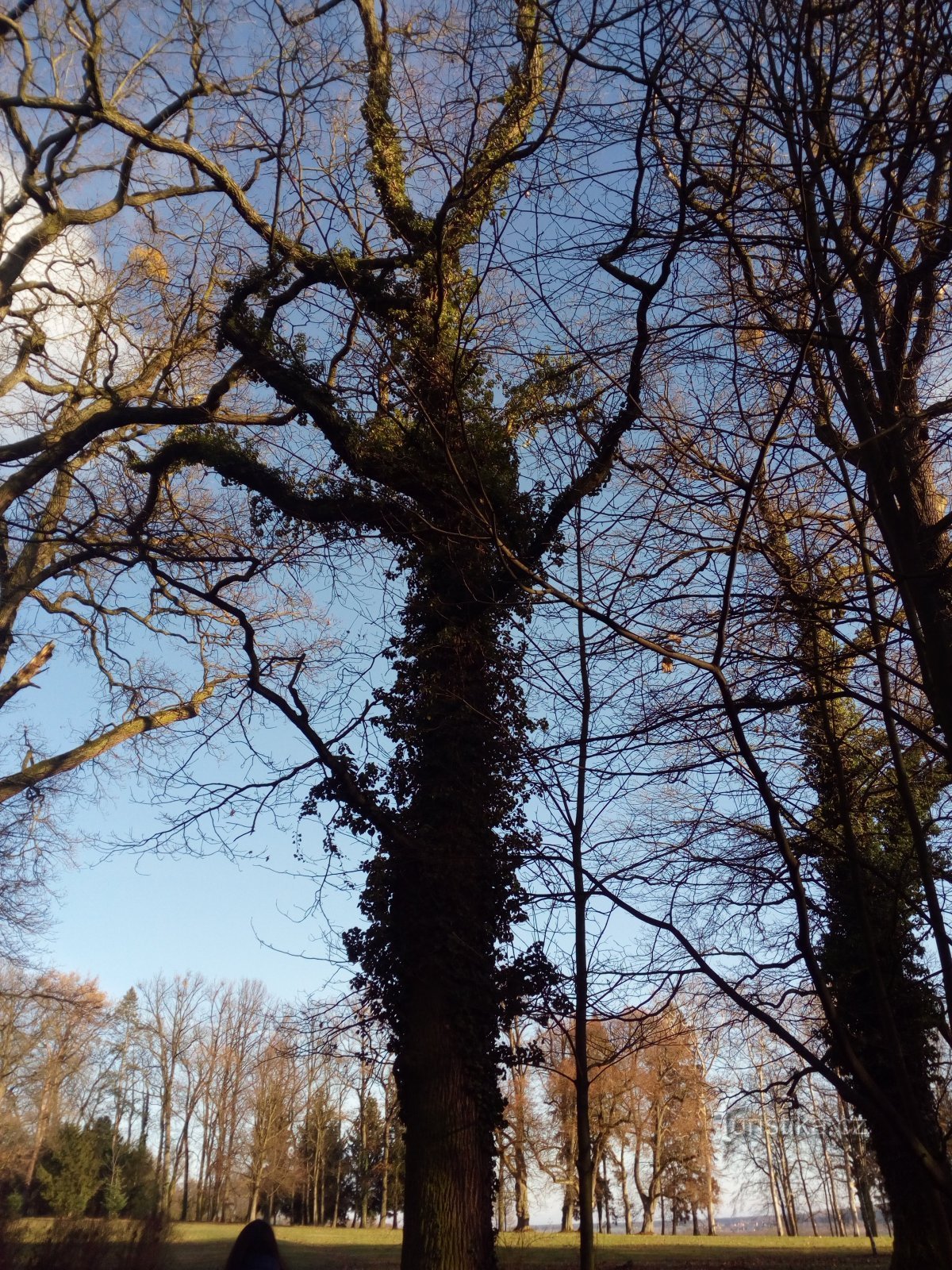 Park zamkowy - Hrádek u Nechanice