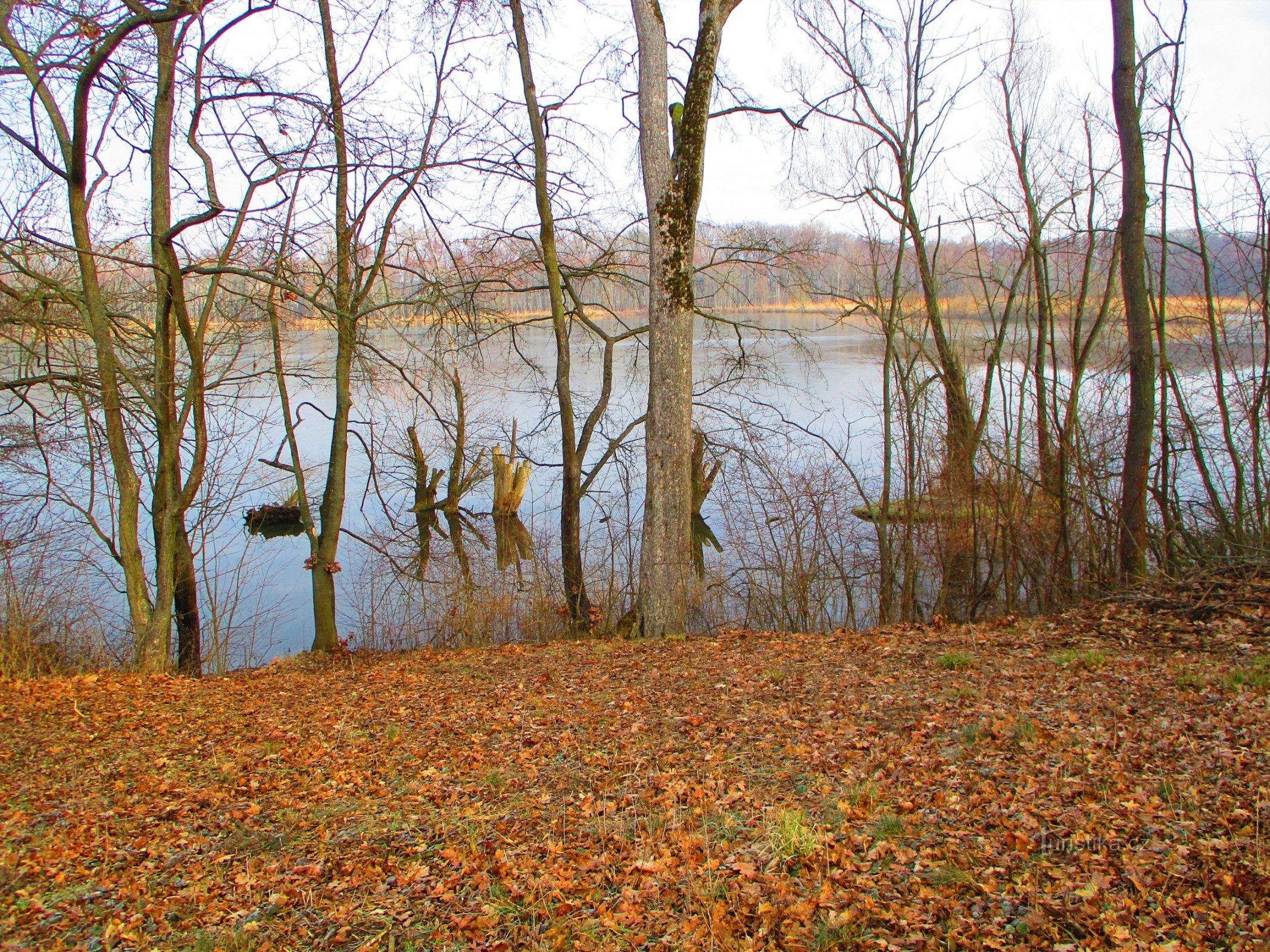 Castle Pond (Kopidlno, 3.3.2022)