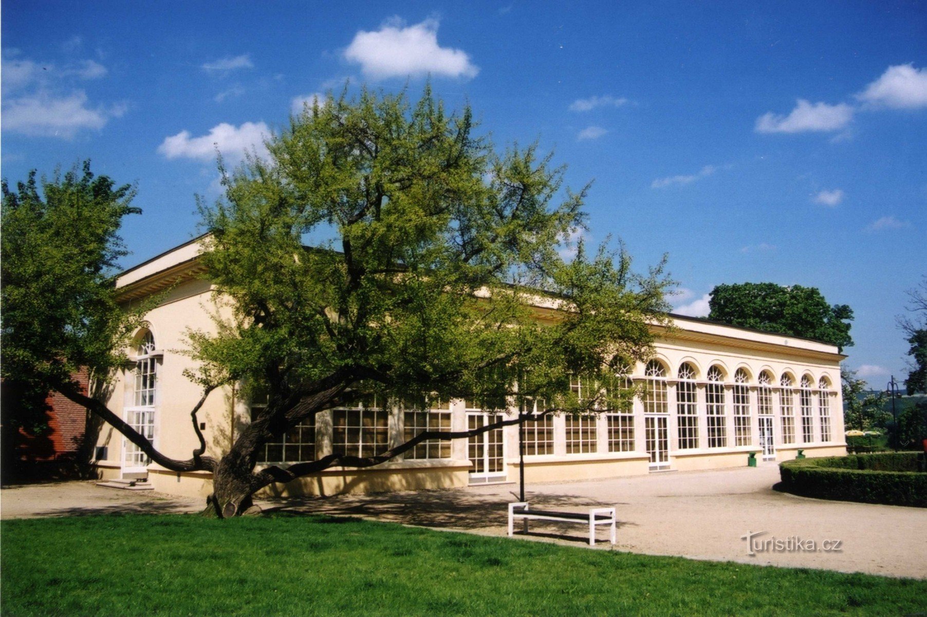 Serra del castello, ginseng bilobato in primo piano