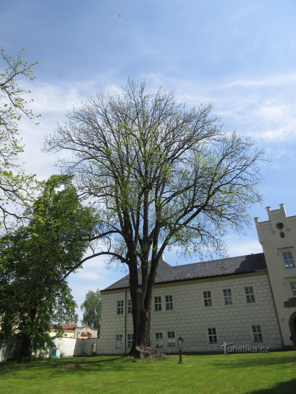 Slotsgigant - asketræ, 2009 meter højt i 35 med en stammeomkreds på 480 cm