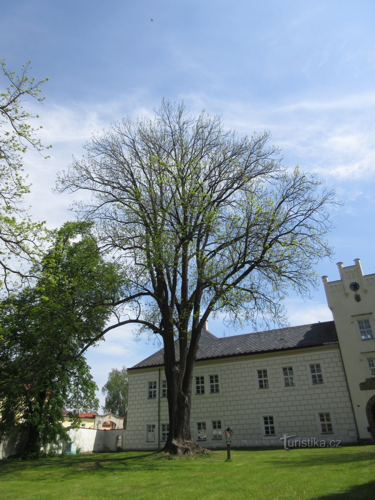 Linna jättiläinen - saarni, 2009 metriä korkea vuonna 35, rungon ympärysmitta 480 cm