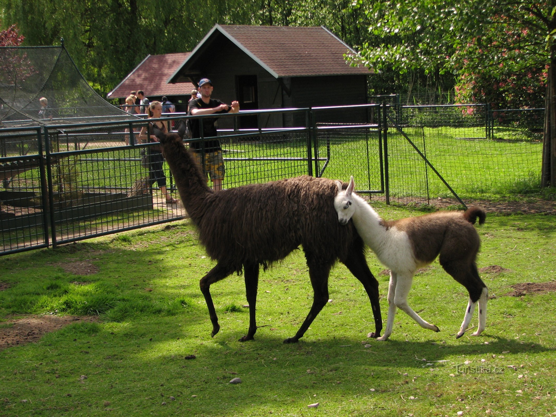 Schlossmenagerie