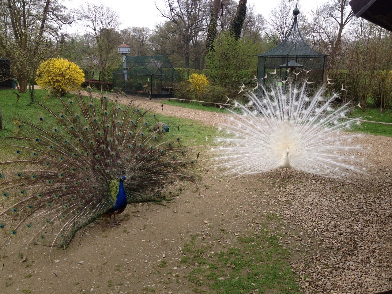 Ménagerie du château