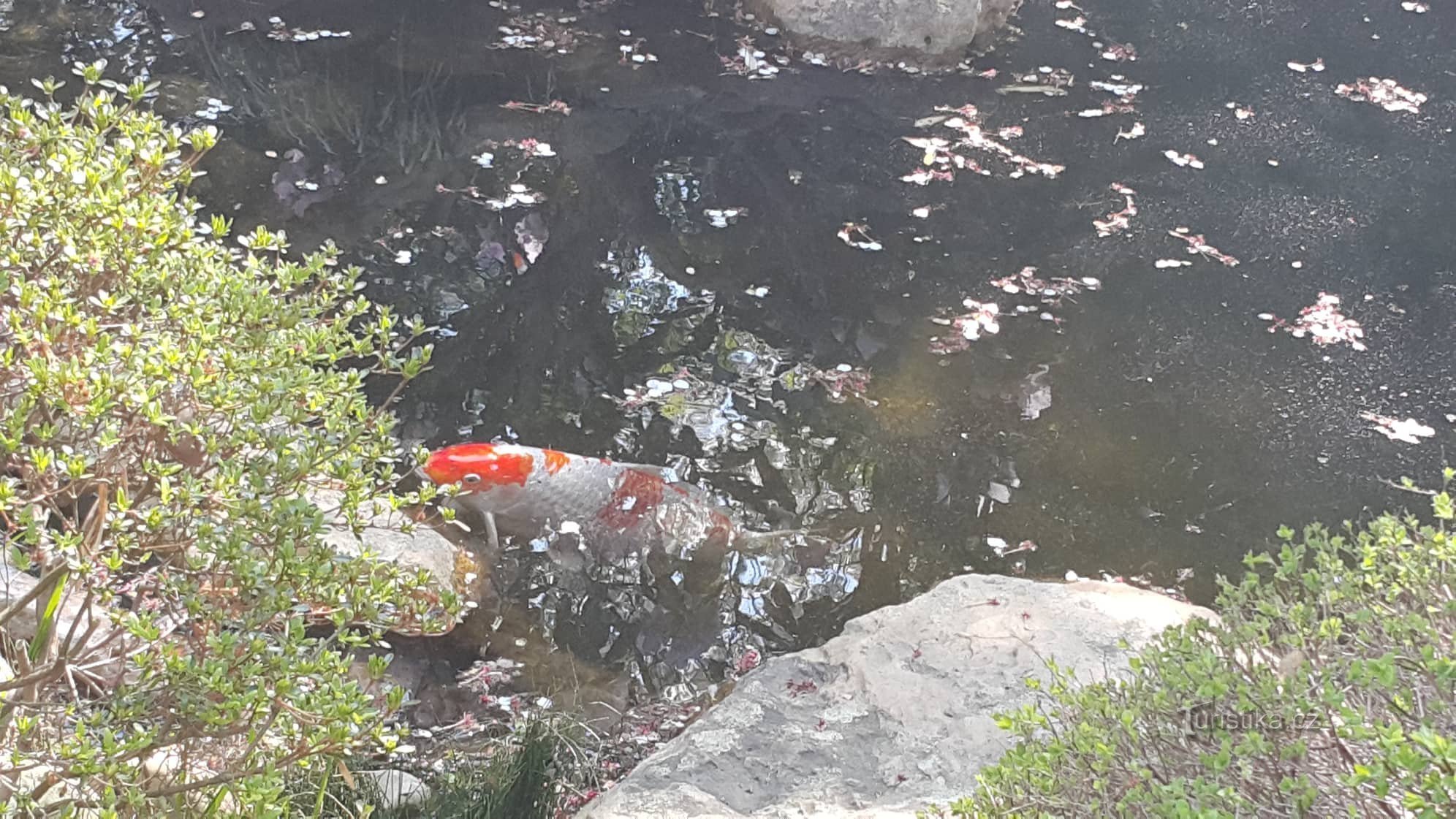 トロヤ城と植物園