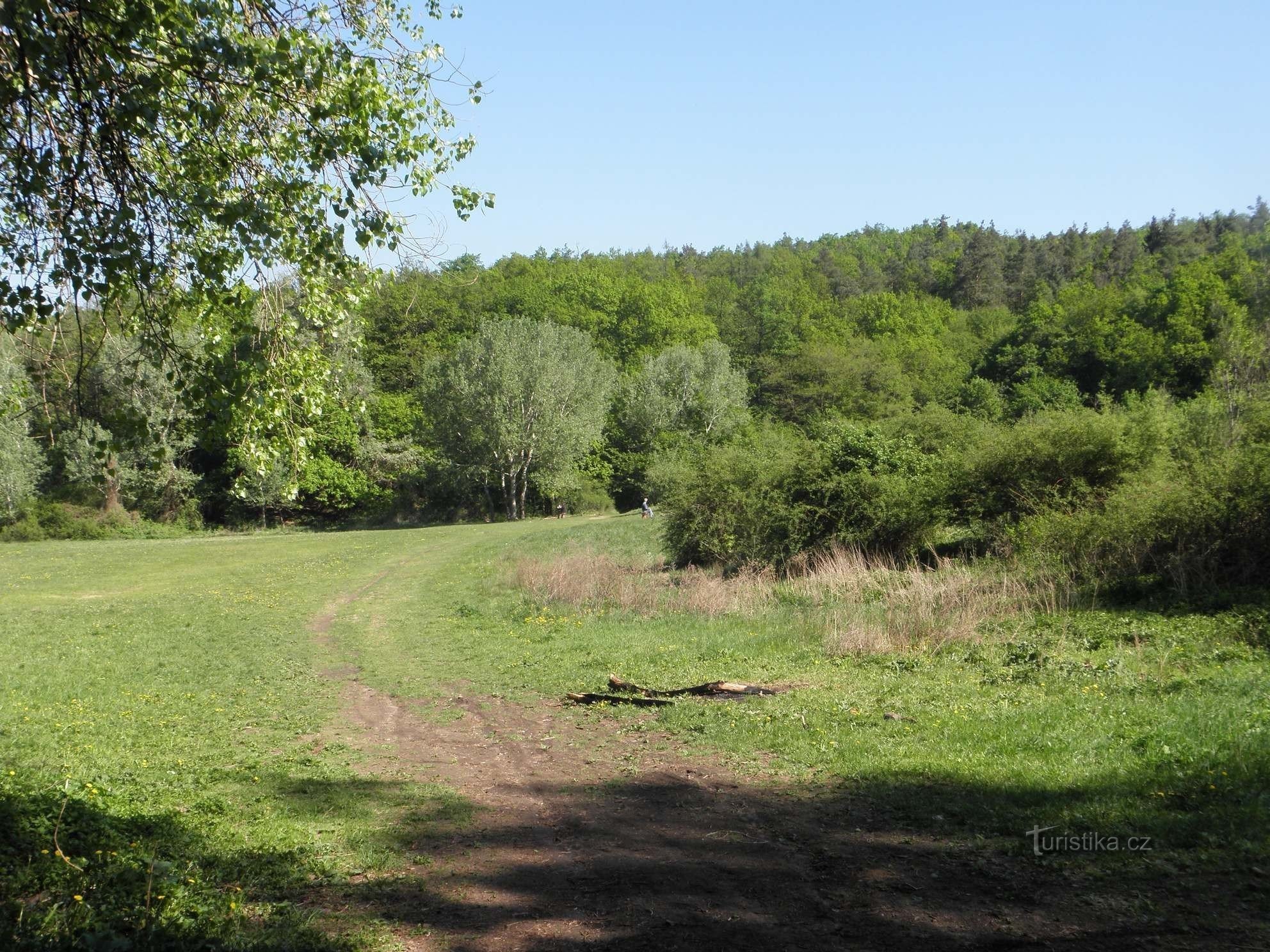 Grove îndrăgostit - 8.5.2012