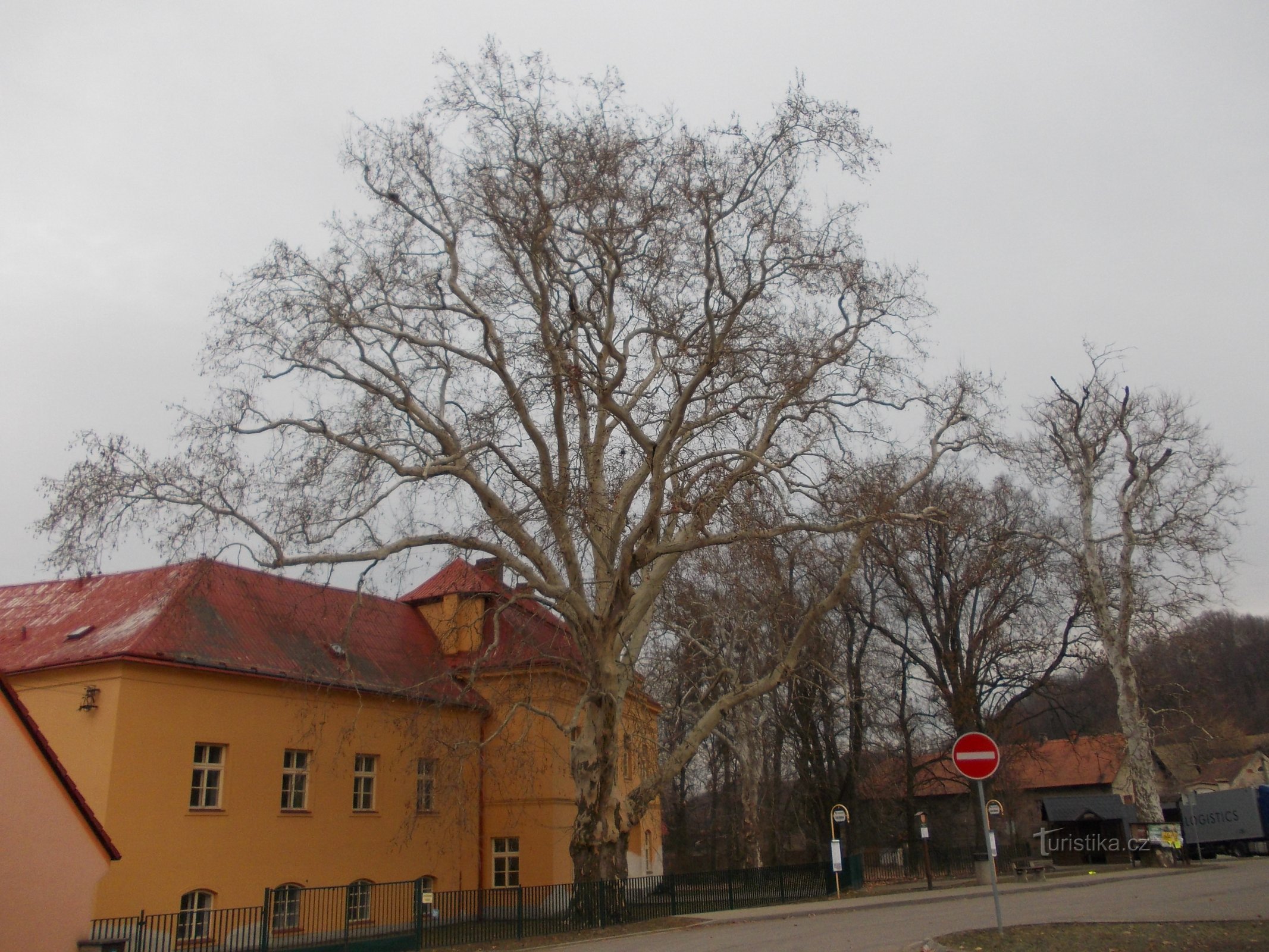 castle and plane tree