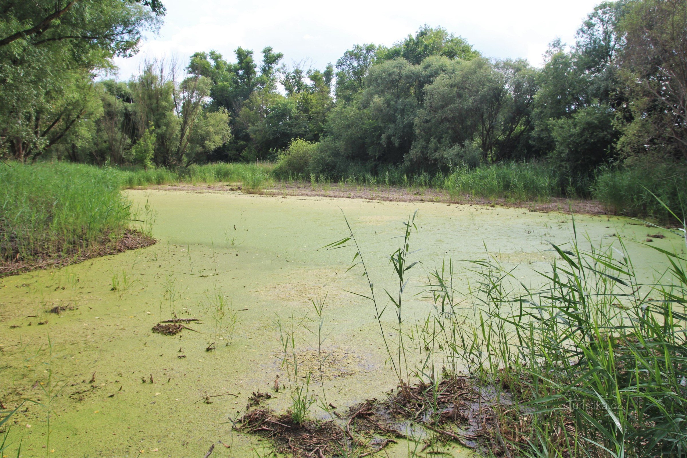 Западное водно-болотное угодье следует за сокращением периодического стока.