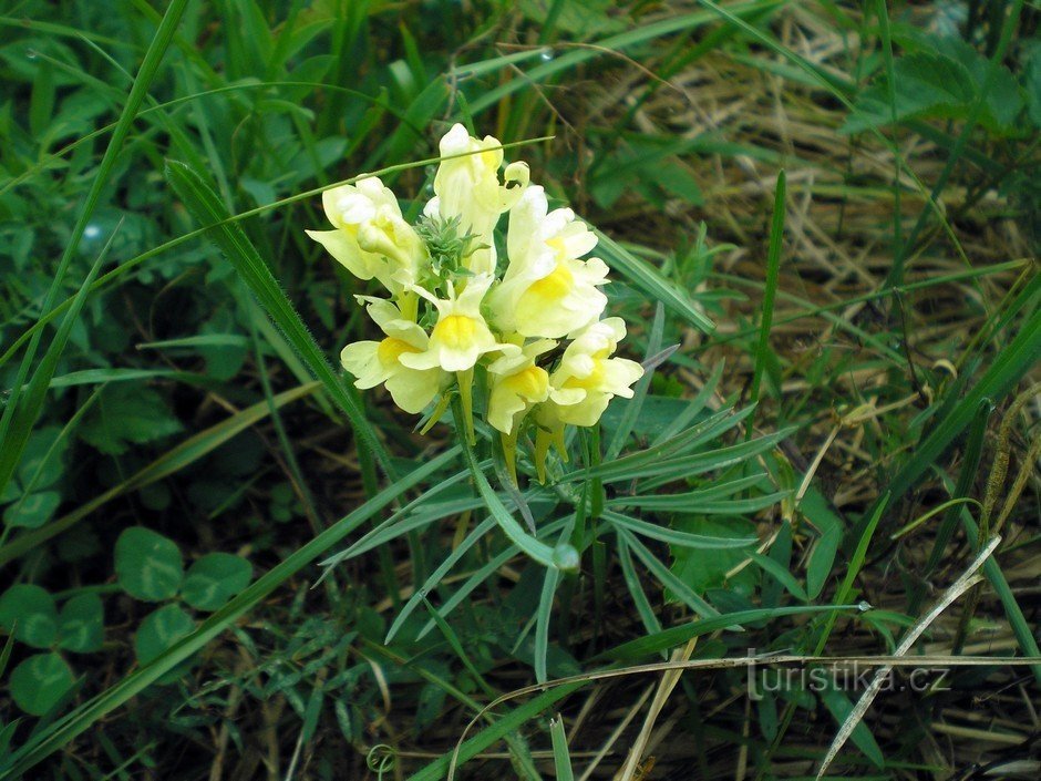 Septembre à Dead Meadow.