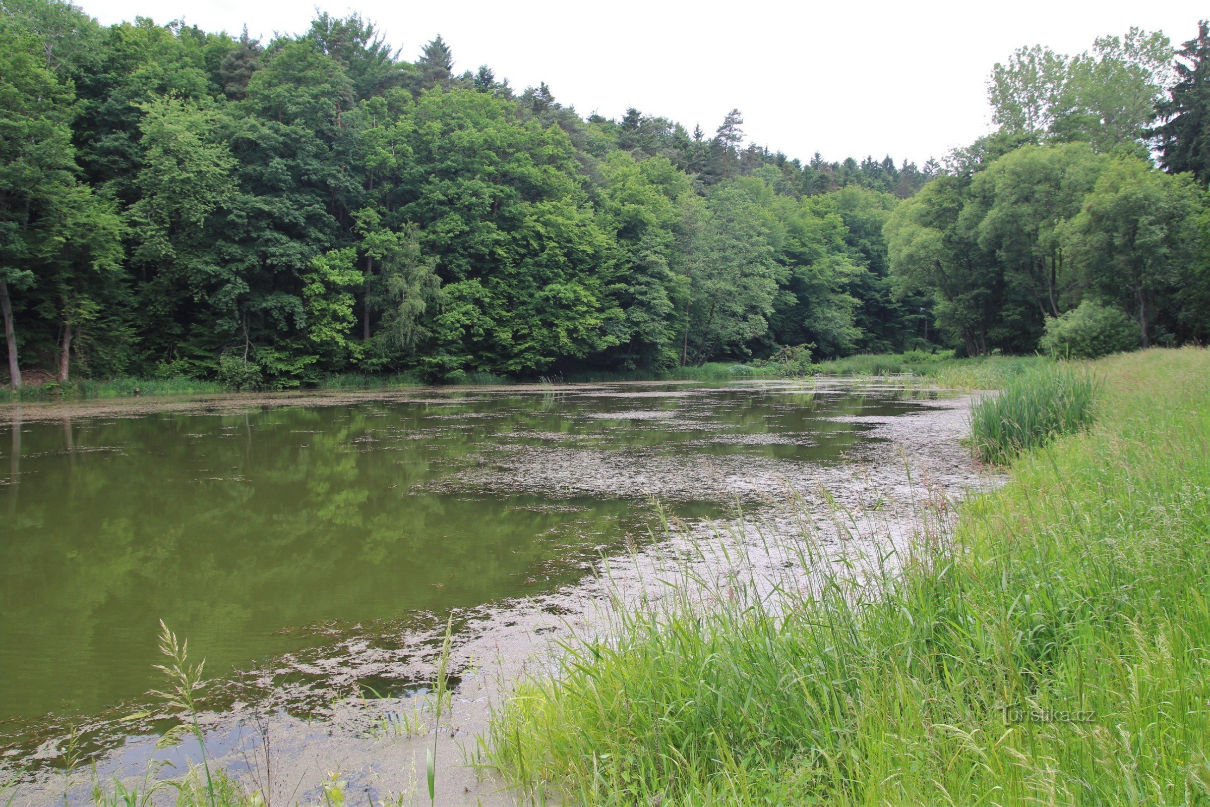 Ein zugewachsener Teich im Vorgarten der Pension