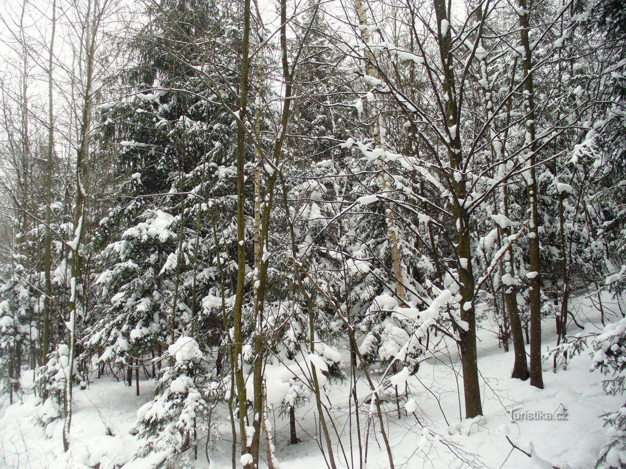Śnieżny krajobraz leśny