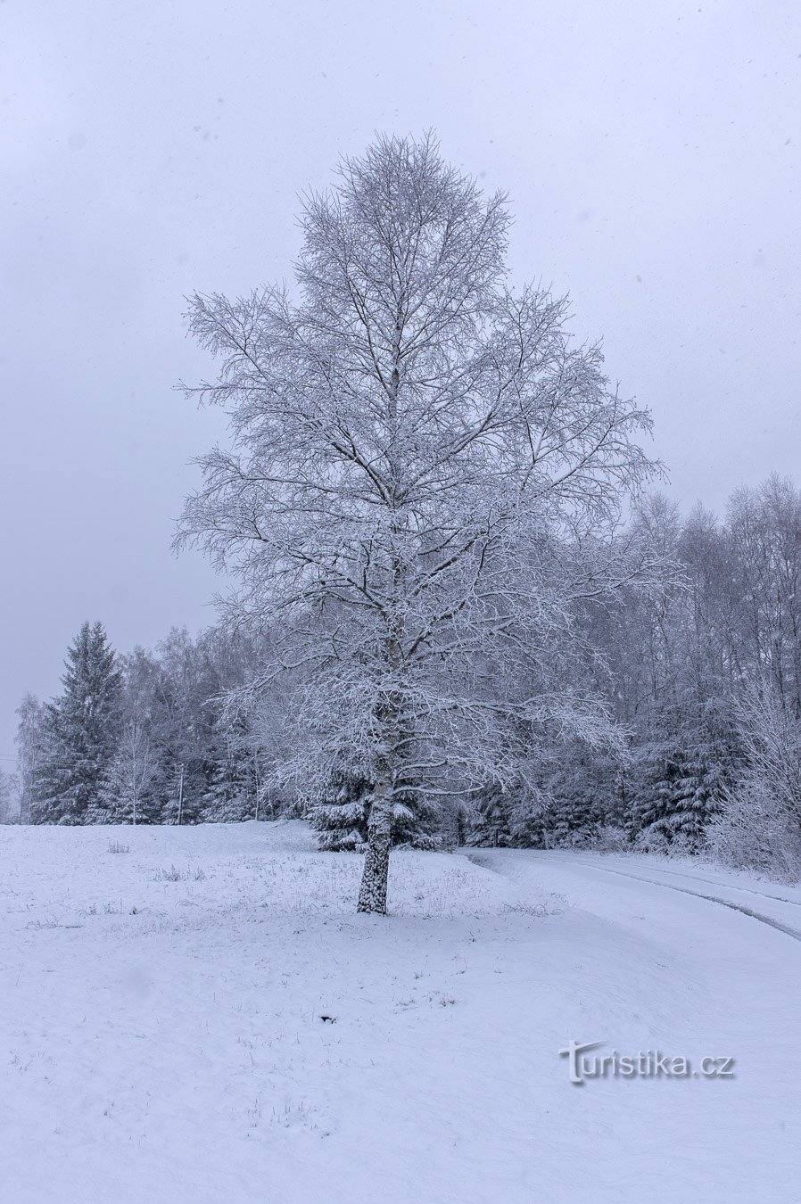 Snježna