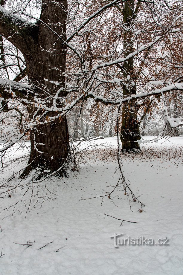 Besneeuwd kasteelpark