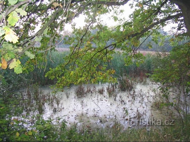 Winter Pond Bay