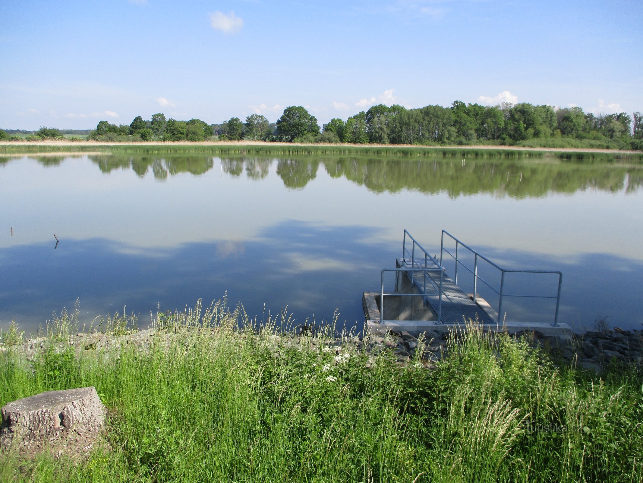 Sygnet (Králova Lhota, 1.6.2019)