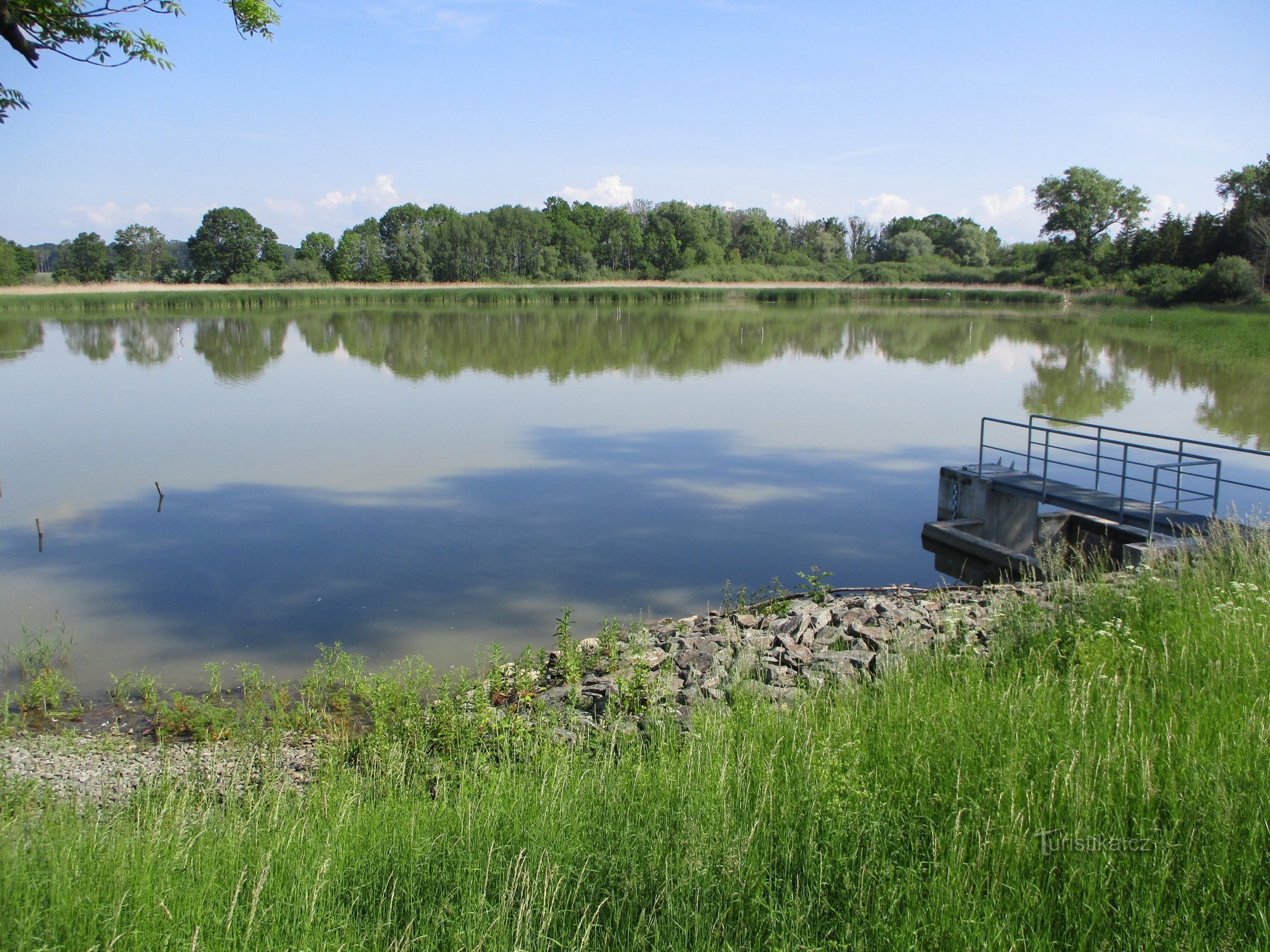 Sygnet (Králova Lhota, 1.6.2019)