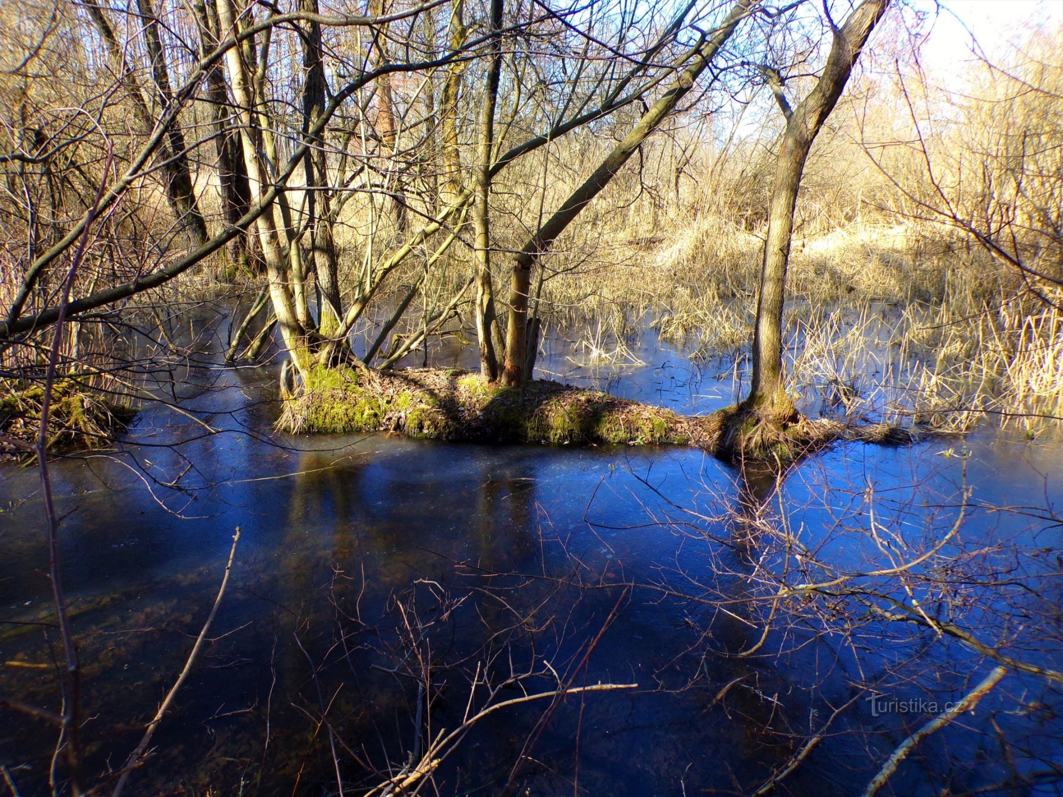 Waterlogged pits after peat extraction (Libišany, 12.3.2022)