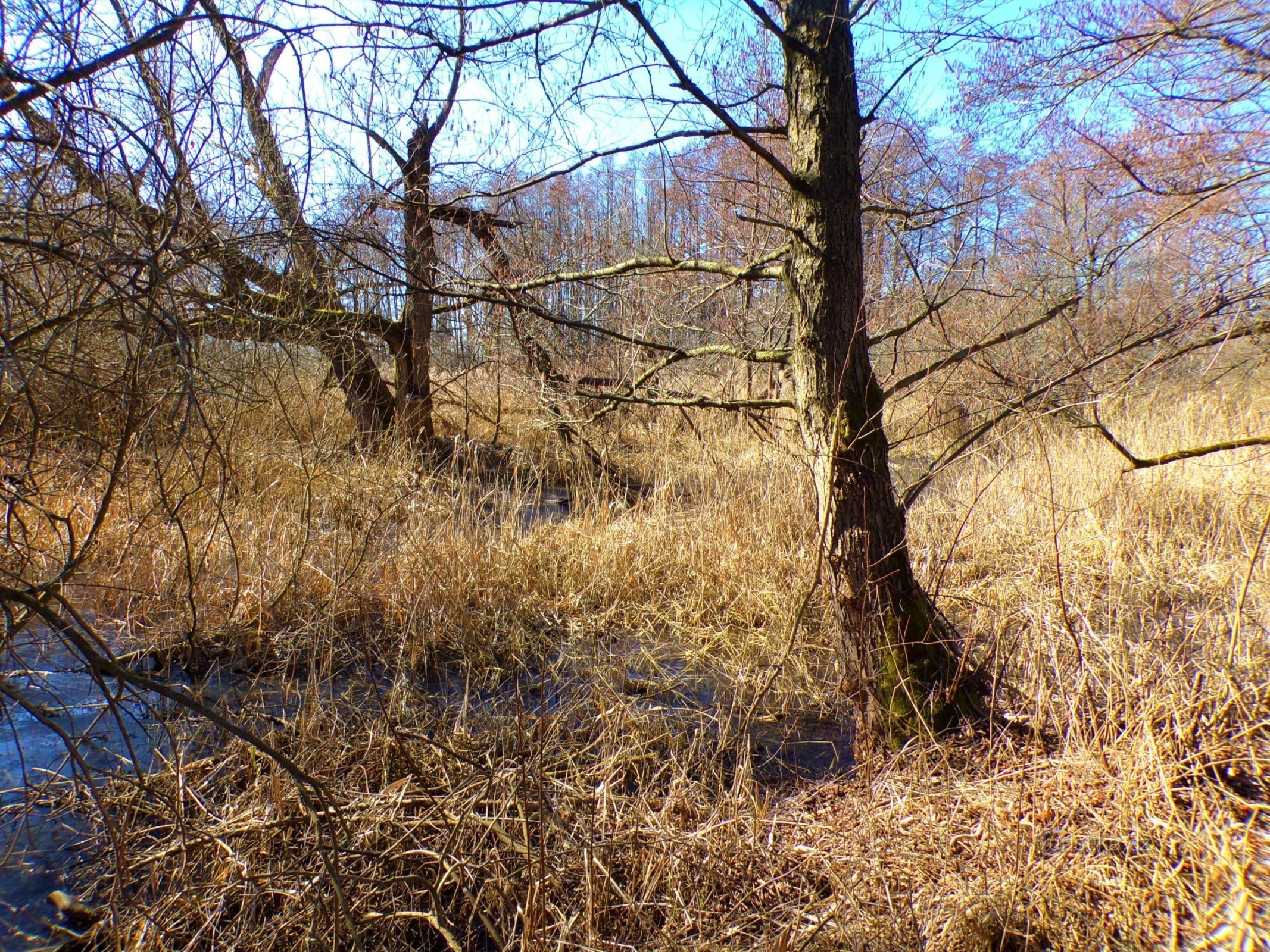 Vattendränkta gropar efter torvutvinning (Libišany, 12.3.2022)