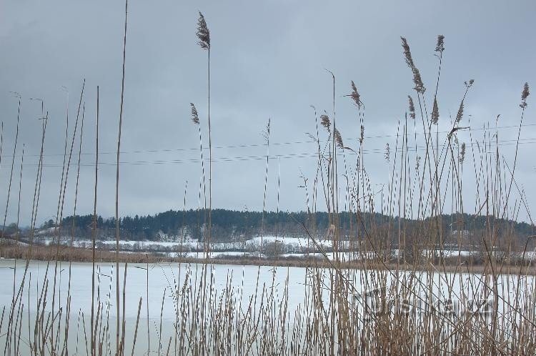 Zbynické ponds: in winter