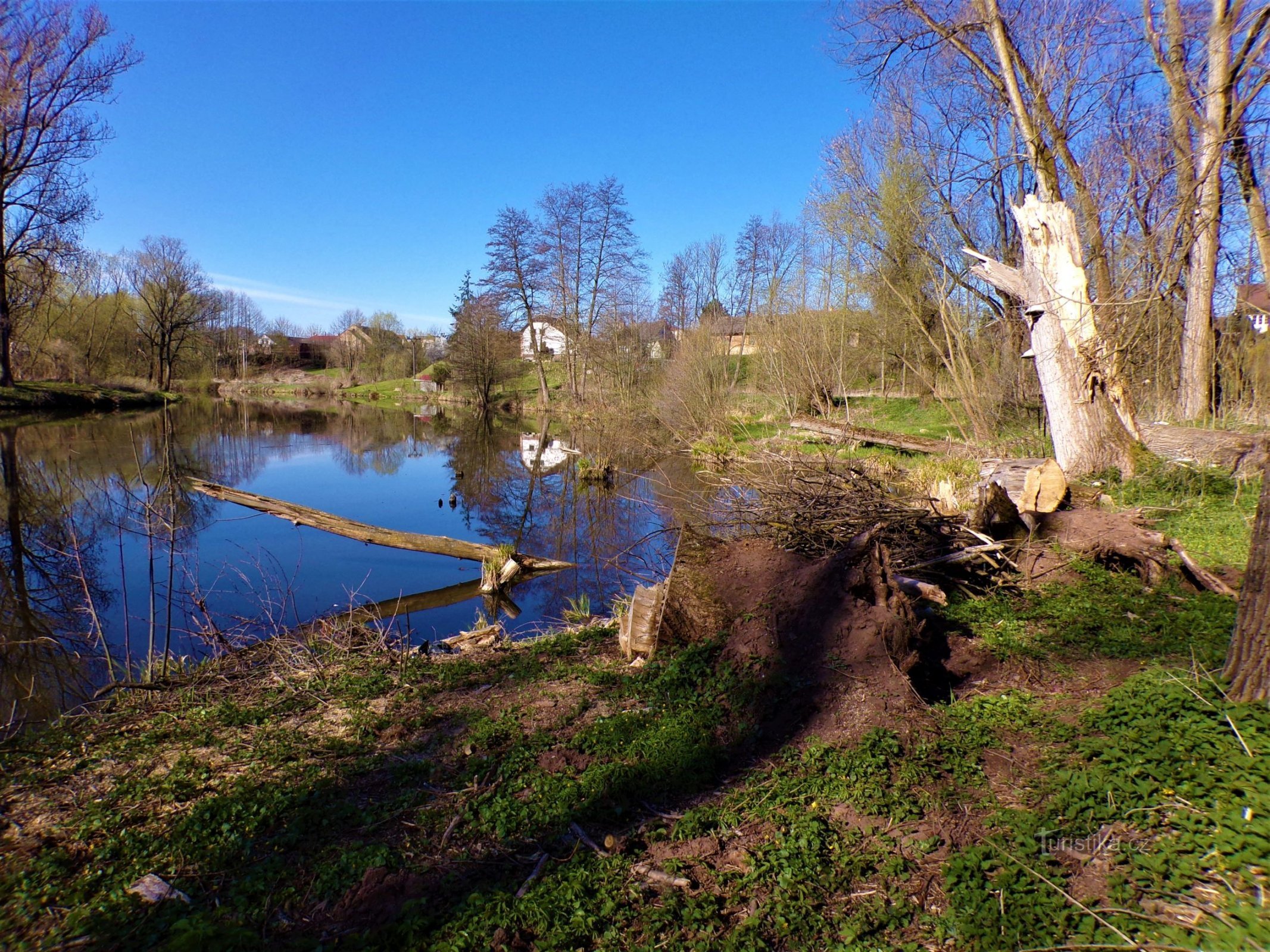 普热洛夫下方易北河弯的其余部分 (Černožice, 26.4.2021/XNUMX/XNUMX)