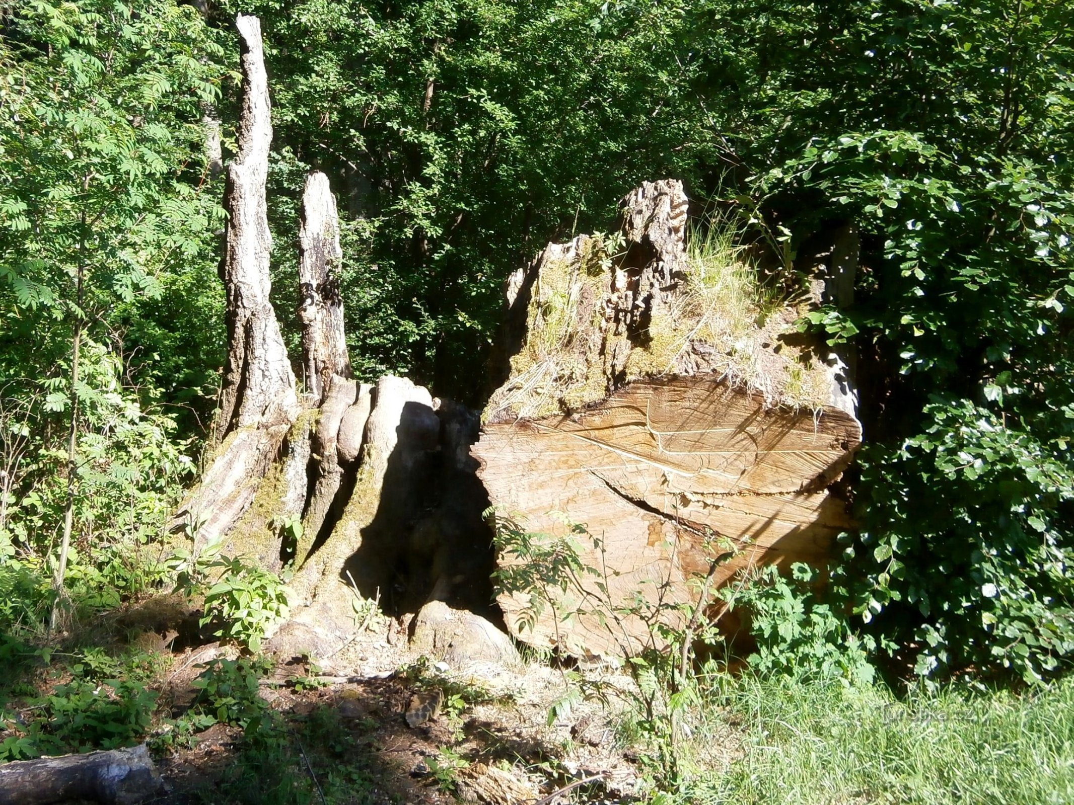 Der Rest nach der Špetl-Buche (Slatina nad Úpou, 5.6.2015)