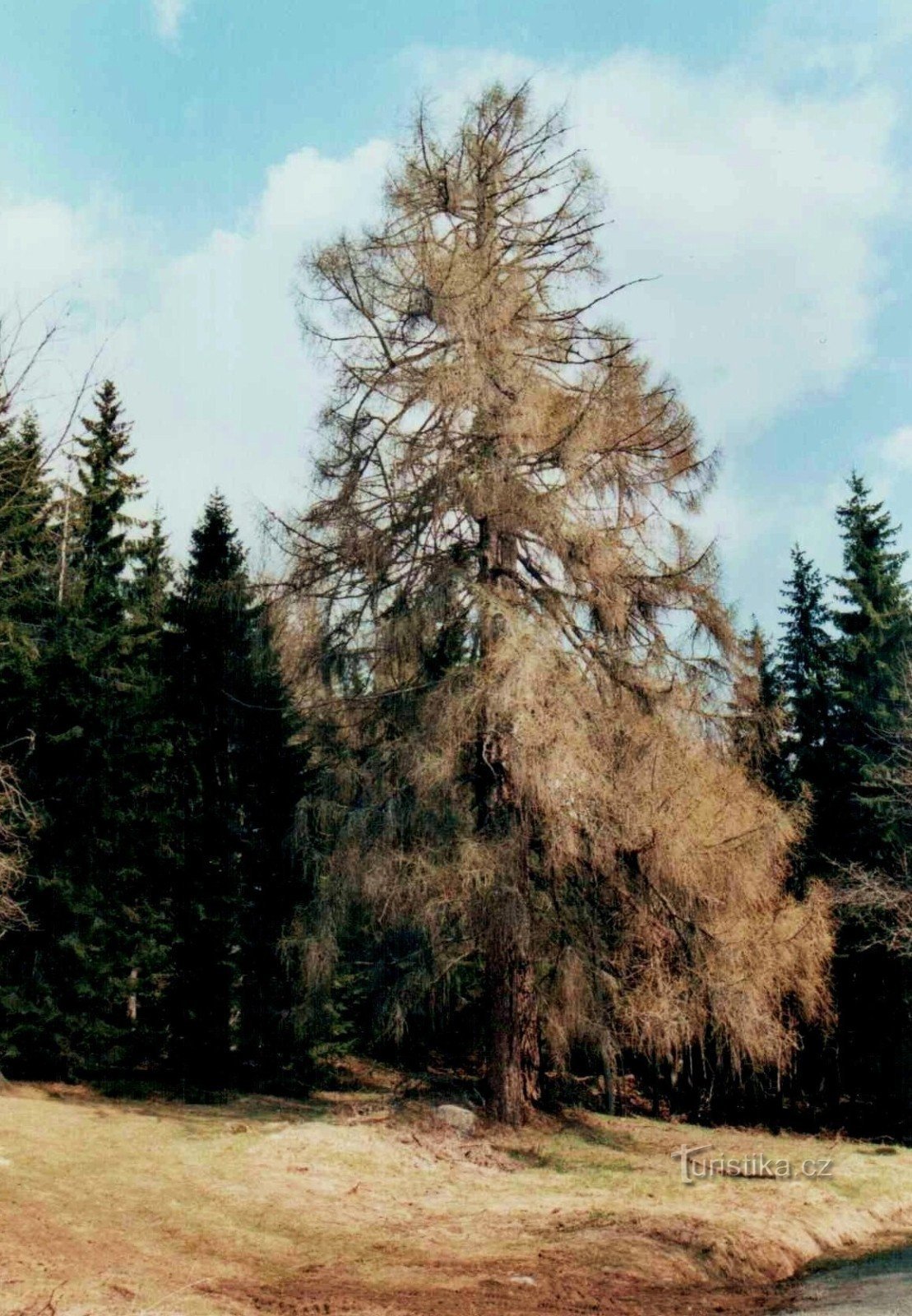 resten av den ursprungliga Šumava-skogen