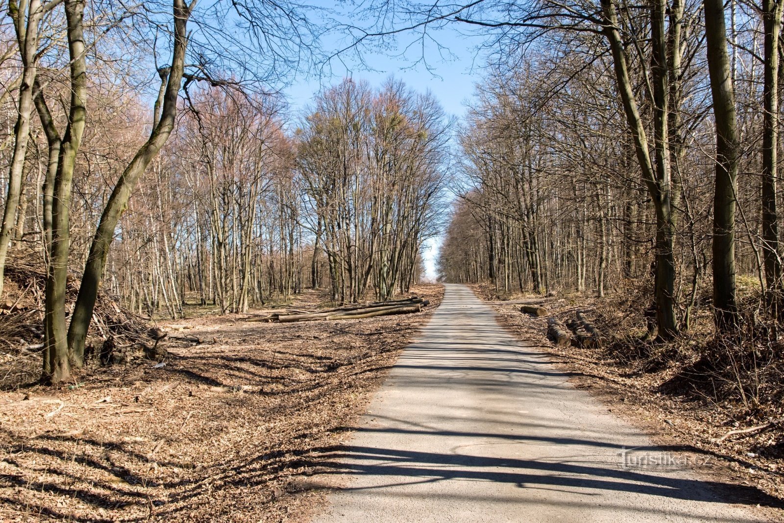 forêt de Ždánice