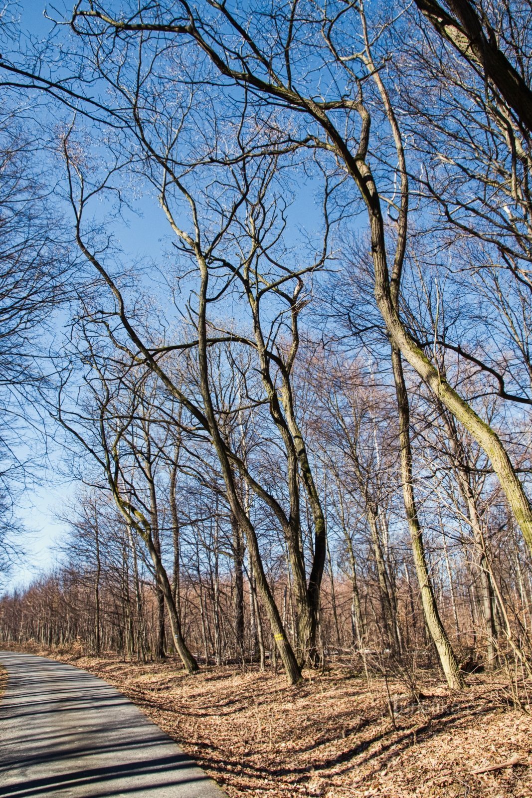 Ždánice forest