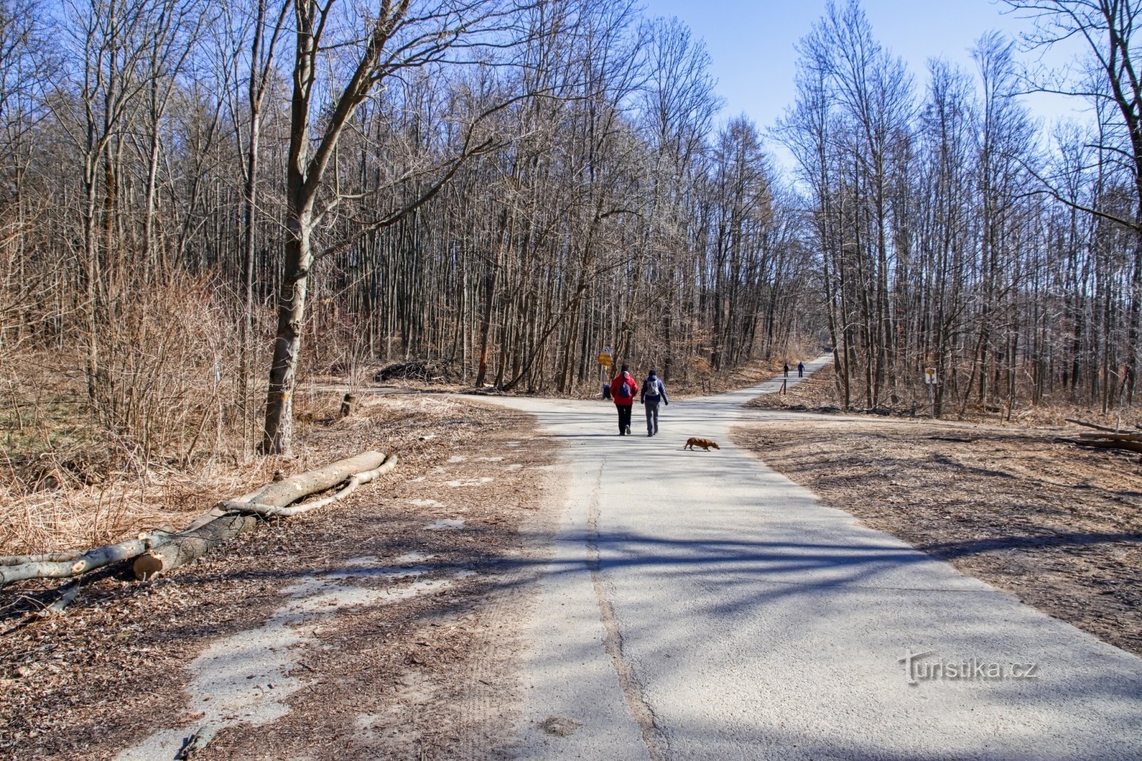 forêt de Ždánice