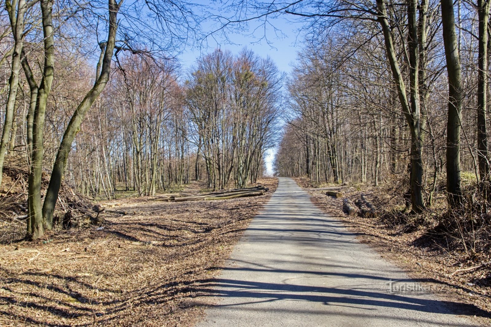 Ždánice forest