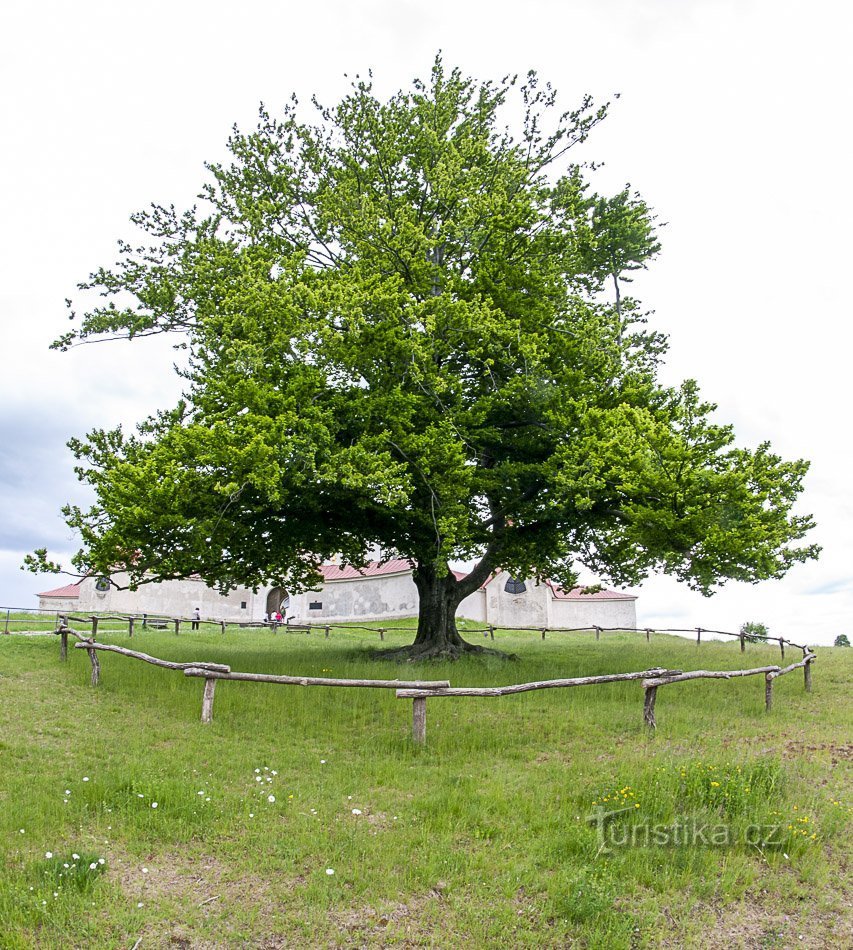 Žďár nad Sázavou – Бук у Зеленій горі