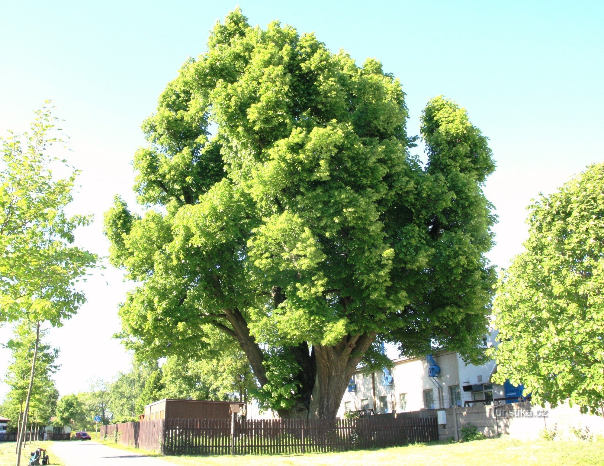 Žďár nad Sázavou - linden near Tokozu