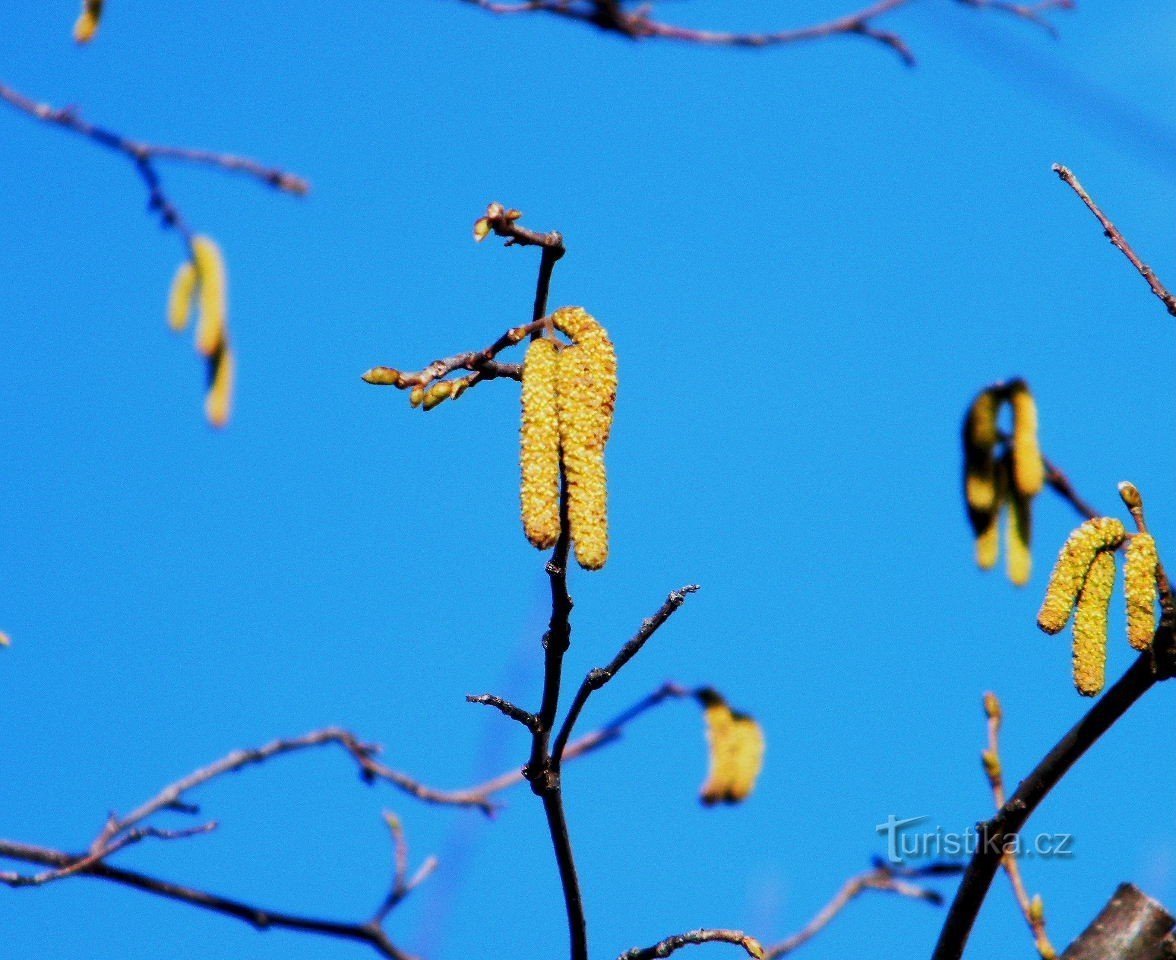 die lente zou...